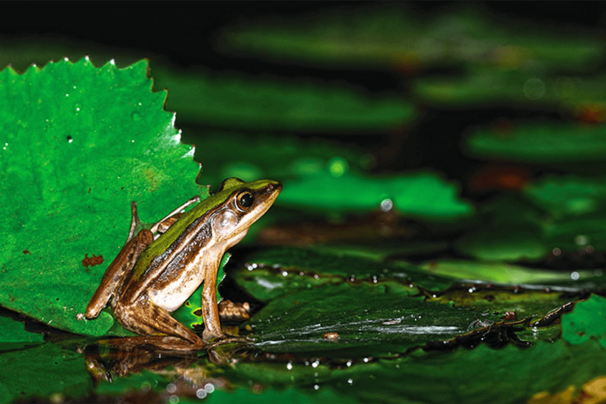 珍稀的保育類動物台北赤蛙，需要潔淨的環境保護，希望透過復耕與棲地營造，再度現身蓮花田間。 （攝影／林青峰）