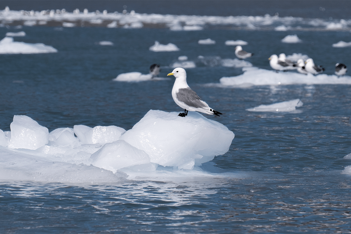 冰川和冰山崩解後產生許多浮冰，在豔陽曝曬的海面上逐漸融化，一隻海鳥停在浮冰上休息。願景工程基金會 記者陳靖宜／攝影