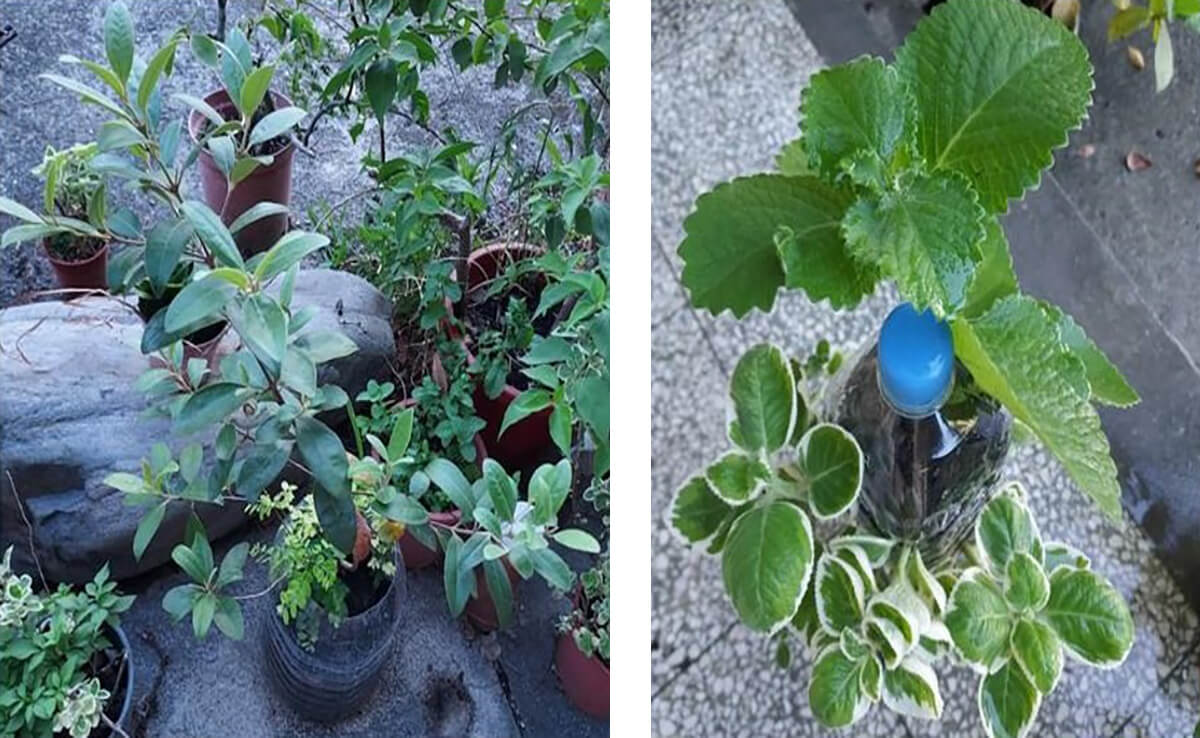 利用空的寶特瓶種花，將寶特瓶戳洞，放培養土，將長根的左手香植入，將回收的提袋繩穿上，變成了寶特瓶吊盆。圖／中華電信5G無塑日提供